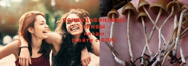 индика Ельня
